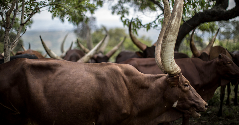 Bringing together stakeholders to discuss livestock climate actions in Tanzania